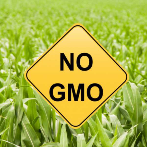 gmo