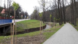 Posadzono nowe drzewa w Parku Słotwińskim.